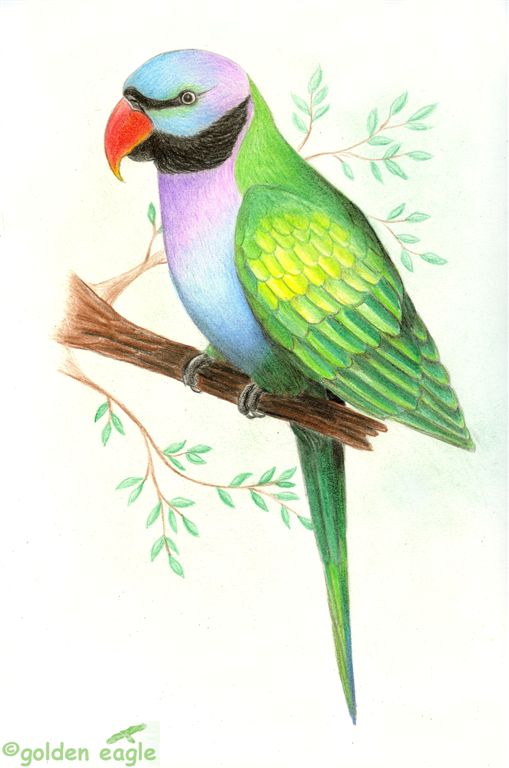 Parrocchetto di Lord Derby